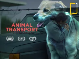 animal transport short movie