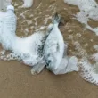 a died fish in beach, caused by plastic pollution