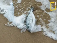 a died fish in beach, caused by plastic pollution