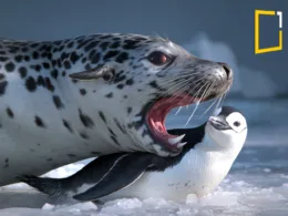 leopard seal vs penguin in sea