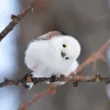 a cute bird in forest