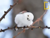 a cute bird in forest