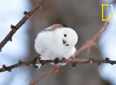 a cute bird in forest
