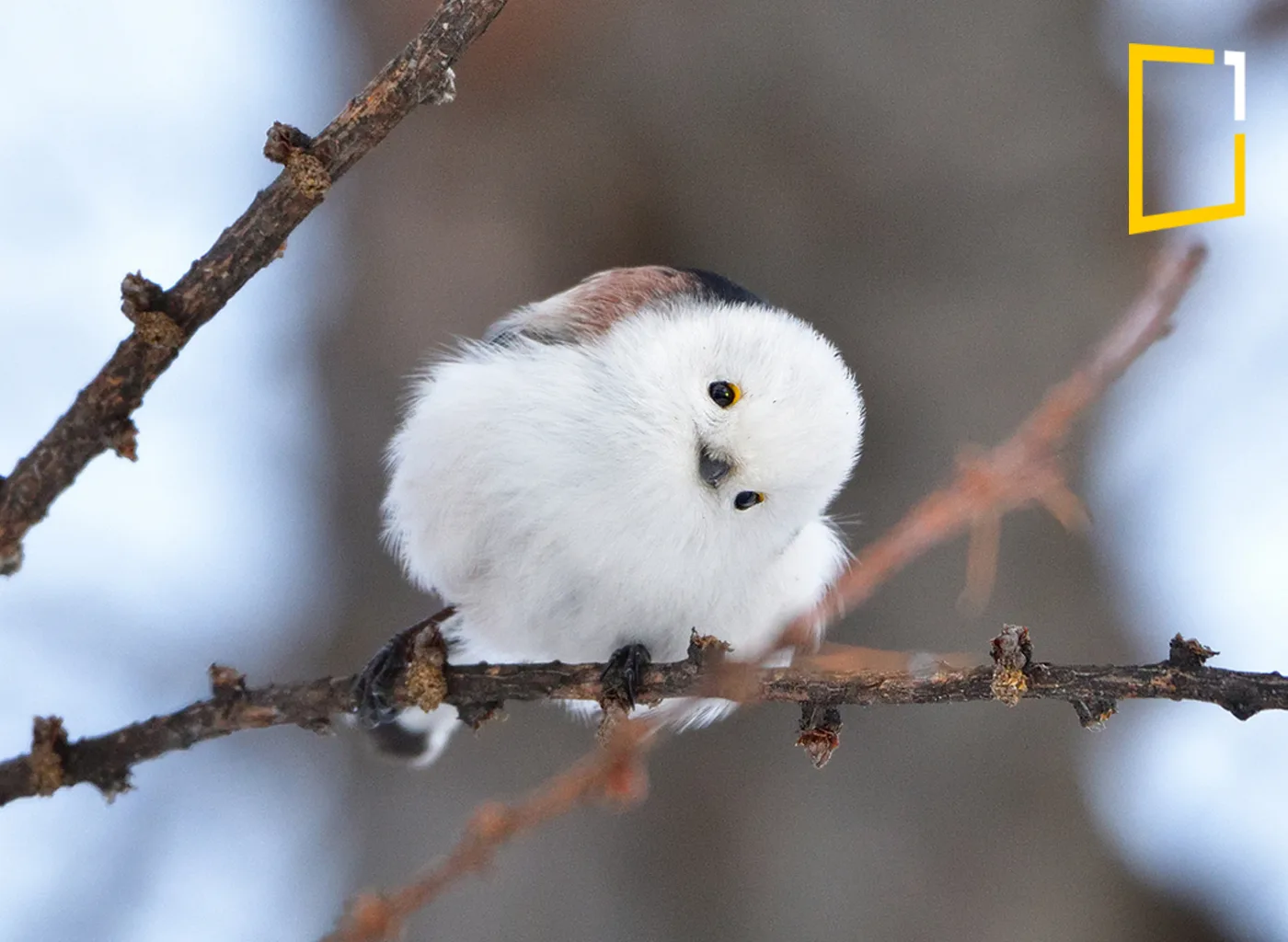 a cute bird in forest