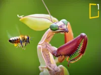 and orchid mantis in nature with bee