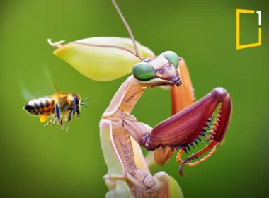 and orchid mantis in nature with bee