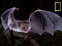vampire bat flying in dark