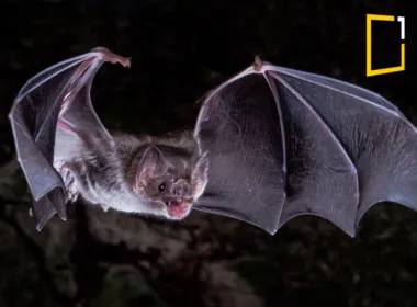 vampire bat flying in dark
