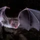 vampire bat flying in dark