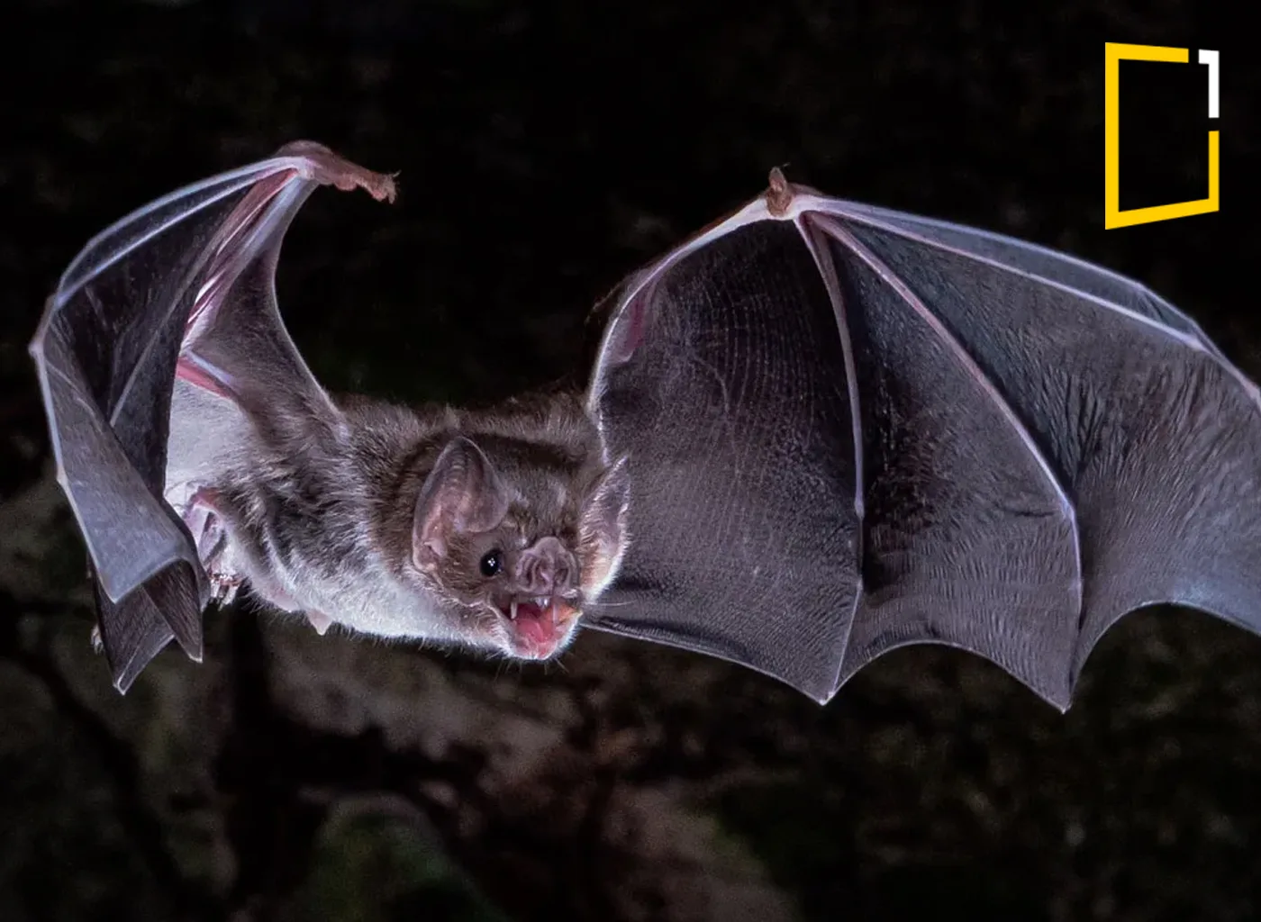 vampire bat flying in dark