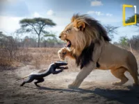 A dramatic and intense scene in the wild where a fearless honey badger is engaged in a fierce battle with a powerful lion