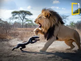 A dramatic and intense scene in the wild where a fearless honey badger is engaged in a fierce battle with a powerful lion