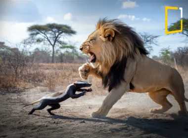 A dramatic and intense scene in the wild where a fearless honey badger is engaged in a fierce battle with a powerful lion