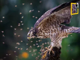 honey Buzzard fighting bees
