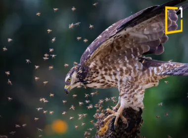 honey Buzzard fighting bees