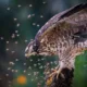 honey Buzzard fighting bees