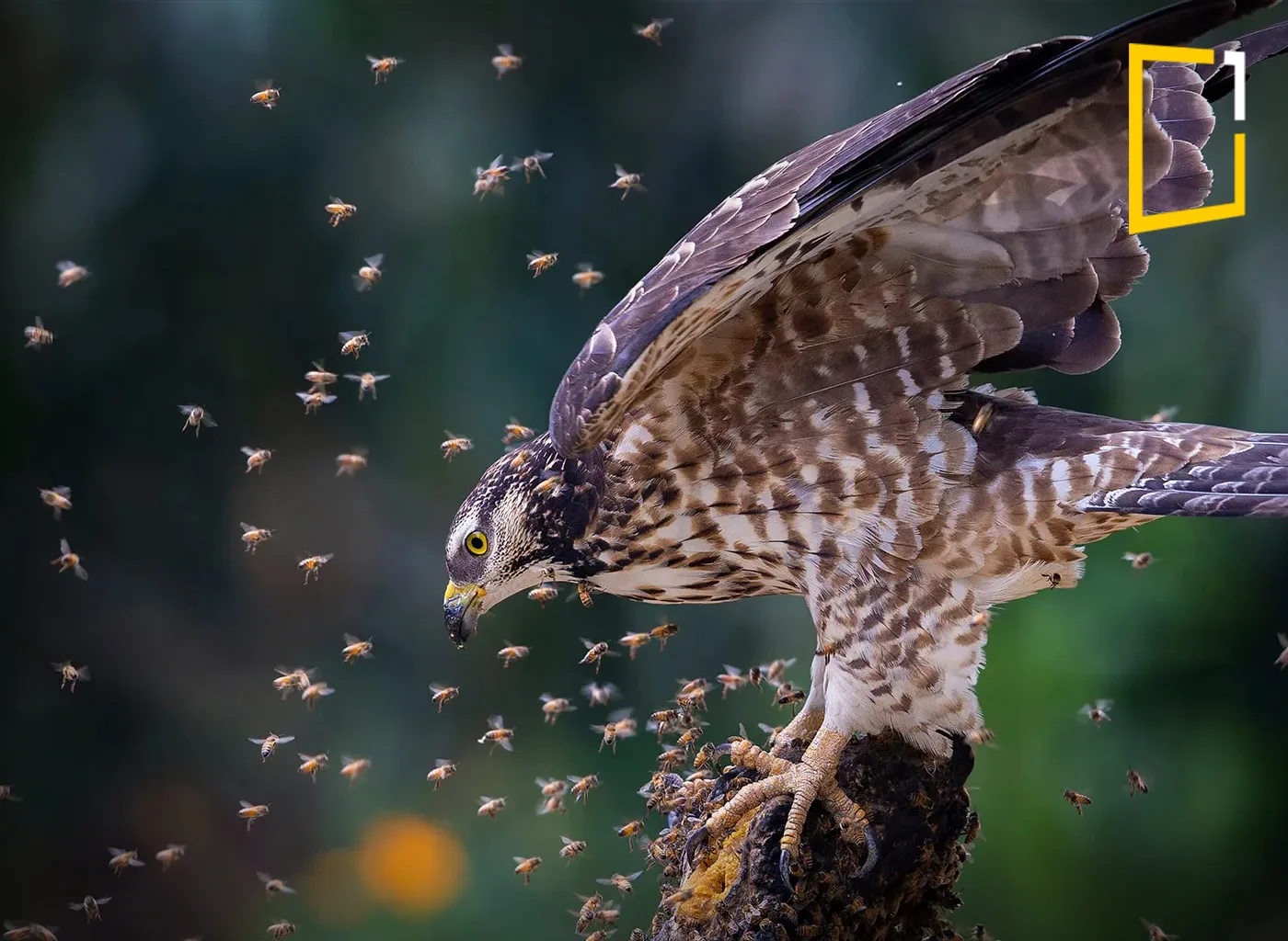 honey Buzzard fighting bees