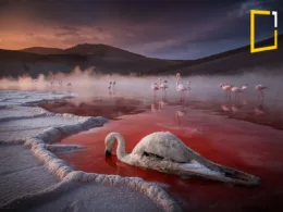 mummified bird, encrusted in salt in Lake Natron
