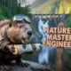 beavers building dam, nature engineers