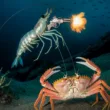 pistol shrimp underwater fighting crab