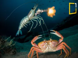 pistol shrimp underwater fighting crab