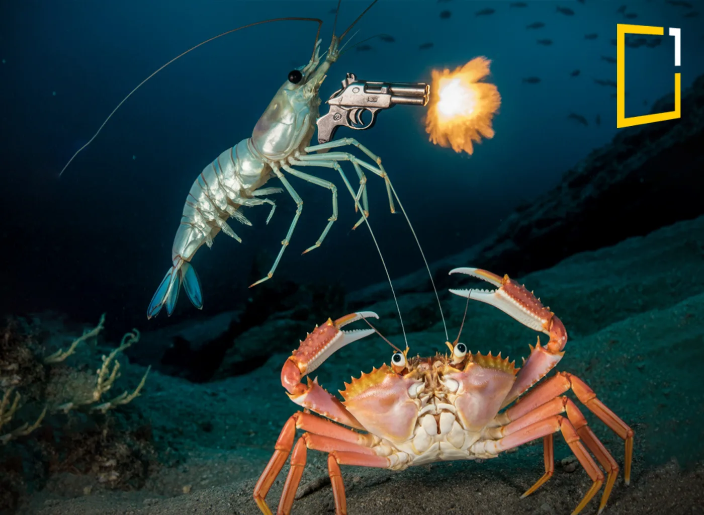 pistol shrimp underwater fighting crab