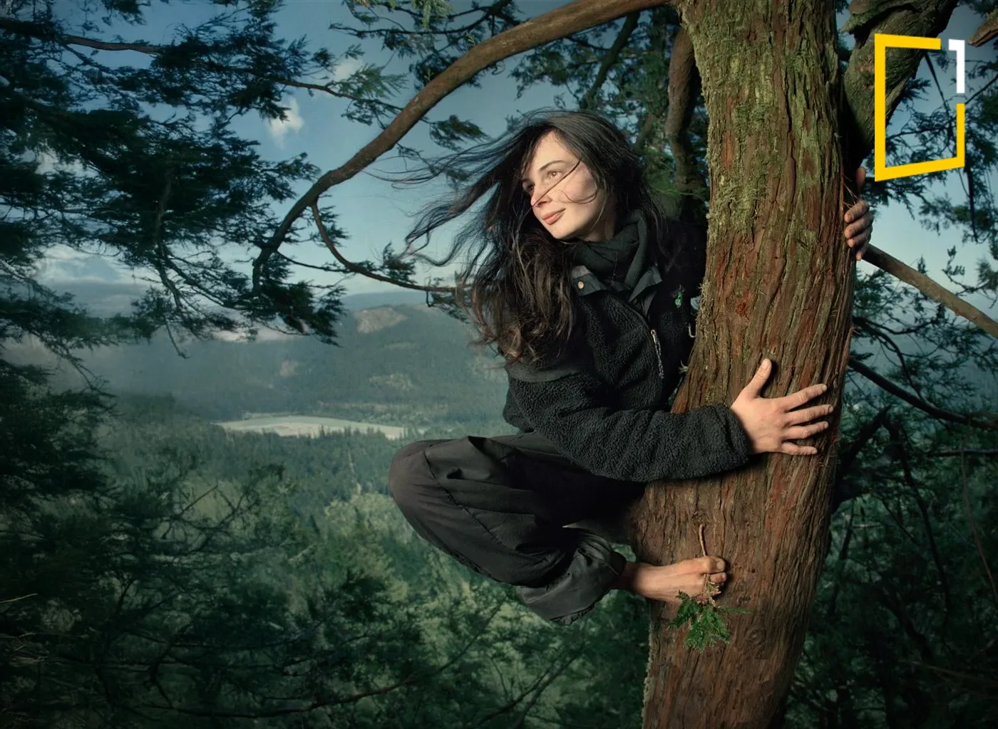 Julia Hill climbs a tree