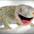 gecko the amazing animal glue