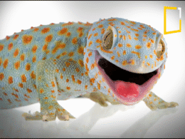 gecko the amazing animal glue