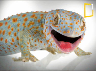 gecko the amazing animal glue