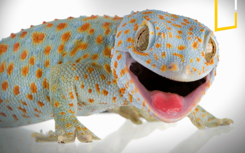 gecko the amazing animal glue