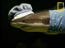 Shark sleep